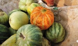 網紅大瓜搜索,一場娛樂圈的狂歡與揭秘