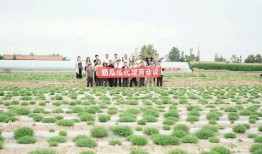 瓜瓜基地,綠色生態農業的璀璨明珠