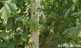 熱門大瓜,熱門大瓜背后的驚人真相