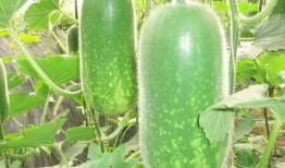 網(wǎng)紅大瓜博雅吃瓜視頻最全觀看,全網(wǎng)最全大瓜集錦，一網(wǎng)打盡網(wǎng)紅熱點(diǎn)