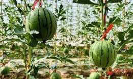 熱門大瓜熱心的朝陽爆料,朝陽爆料，明星隱私再掀波瀾