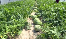 近期吃瓜視頻,近期熱門視頻盤點