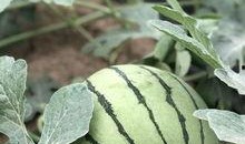 今日吃瓜熱門大瓜必看大瓜網紅