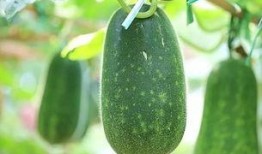 今日吃瓜每日必吃,每日必吃，揭秘娛樂圈新鮮事