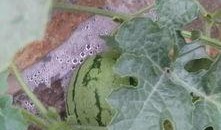 北京朝陽吃瓜 吃瓜網官網,探尋吃瓜網官網，解鎖美食新天地