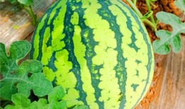 網(wǎng)紅熱瓜,揭秘網(wǎng)絡(luò)紅人的崛起與爭議