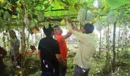 瓜瓜基地,綠色生態農業的璀璨明珠