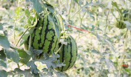 今日吃瓜熱門大瓜必看大瓜網(wǎng)紅,揭秘網(wǎng)紅大瓜，吃瓜群眾必看！