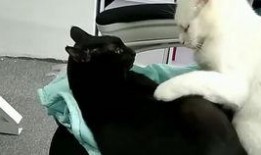 抖音網紅大鵝,萌態可掬，圈粉無數