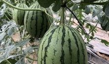 今日吃瓜熱門大瓜必看大瓜網紅