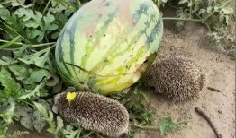 熱門大瓜熱心的朝陽爆料,朝陽爆料，明星隱私再掀波瀾