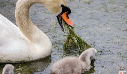 網紅大鵝,從田間到網絡，一只鵝的傳奇之旅