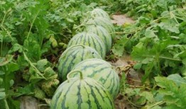 網紅大瓜排行,熱門事件盤點與幕后真相