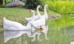 抖音網紅大鵝,萌態可掬，圈粉無數