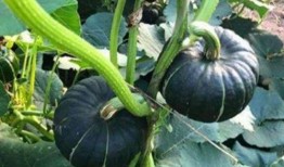 網(wǎng)紅大瓜在哪找,揭秘熱門事件背后的秘密聚集地