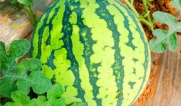 網(wǎng)紅熱瓜,揭秘網(wǎng)絡紅人的崛起與爭議