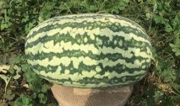 壽光網紅大瓜,一場網絡輿論的風暴