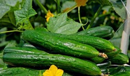 52每日大瓜視頻,揭秘娛樂圈幕后故事，帶你領略明星真實生活